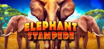 stampida slot
