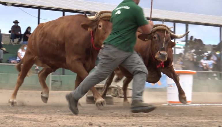 arrastre de ganado canario